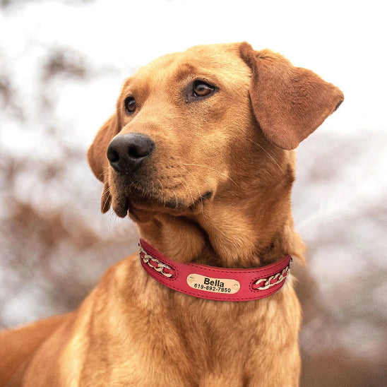 Collier cuir chien rouge elegant