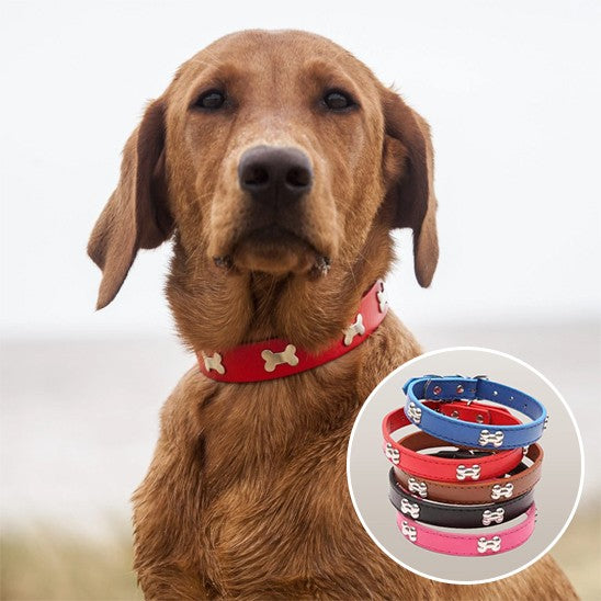 Collier cuir Chien élégant