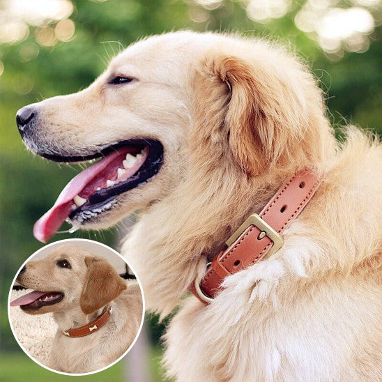 Collier cuir Chien élégant
