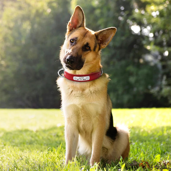Collier pour chien gravé avec plaque confortable sur un chien de chasse