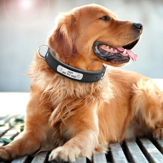 Collier pour chien gravé avec plaque confortable et sécuritaire sur labrador