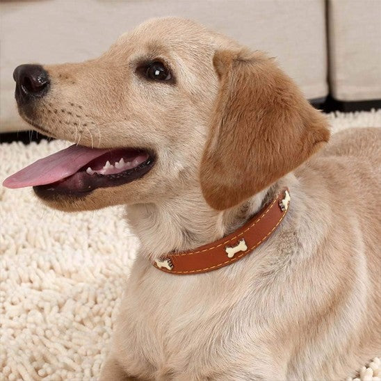Collier cuir Chien élégant