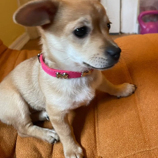 Collier cuir Chien élégant