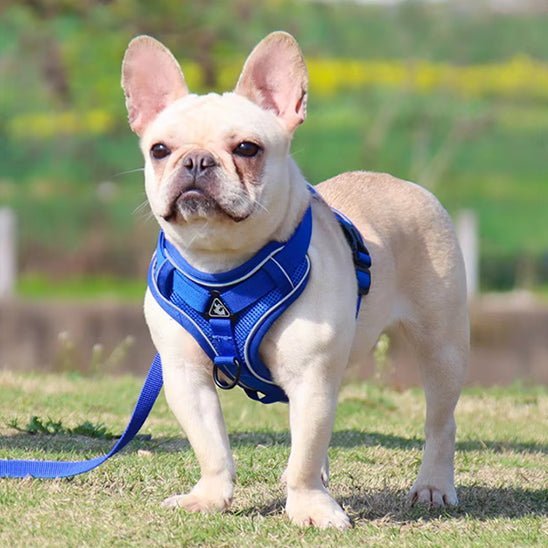 Harnais Chien | Anti-Traction Confort - Excursion Chien