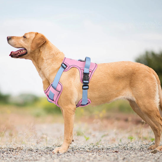 Harnais chien pas cher confortable et sécuritaire