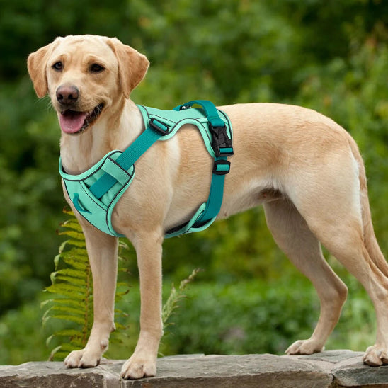 Harnais chien pas cher respirant et léger sur un labrador