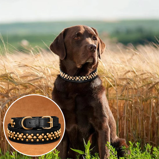 Collier cuir Chien noir