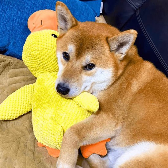 Peluche pour chien | DoudouZen - Excursion Chien