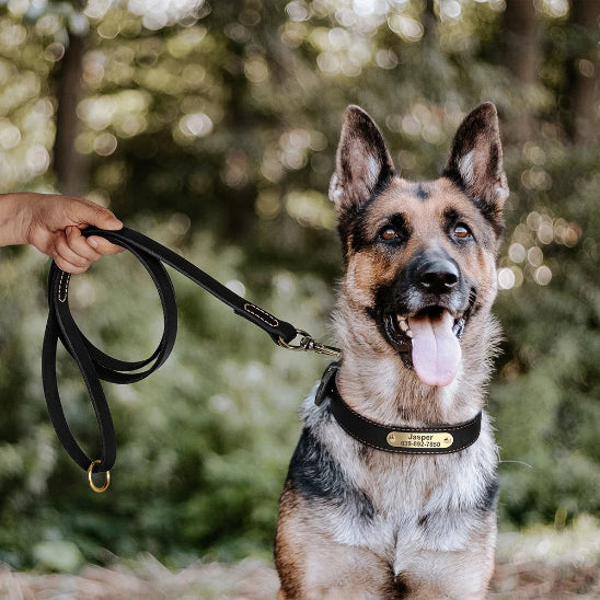 collier en cuir noir pour chien personnalisé