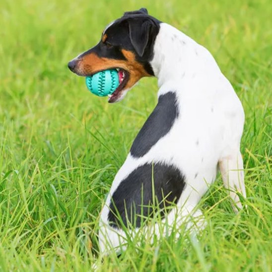 Balle indestructible pour chien avec distributeur de friandises intégré