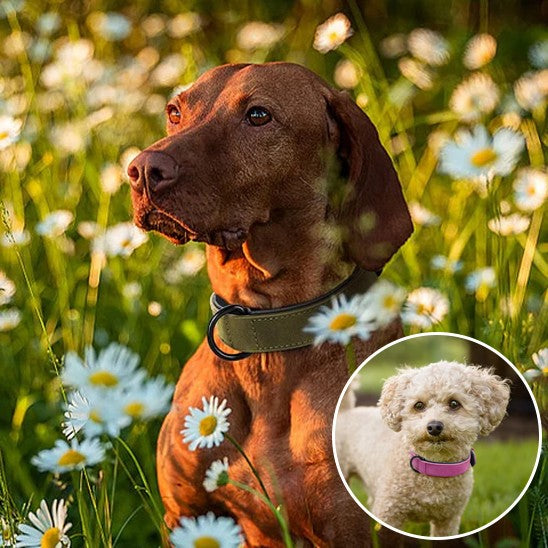 collier chien | Moudoux