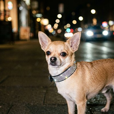 Collier Chien avec doublure en cuir souple qui évite les irritations et frottements sur la peau