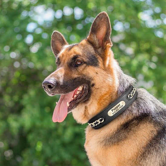 collier chien cuir personnalisé adaptable à toutes les races canines