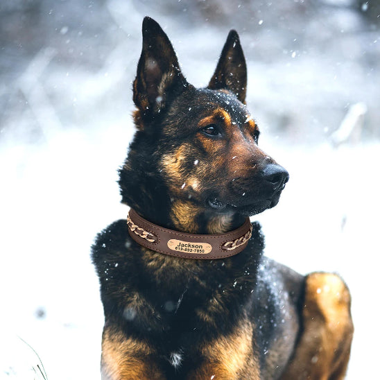 collier chien cuir personnalisé pour chien de chasse