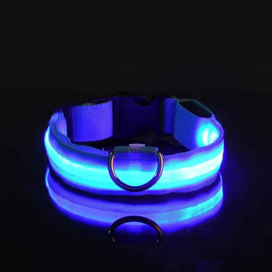 collier chien fluorescent sécuritaire pour le chien pendant les promenades nocturnes