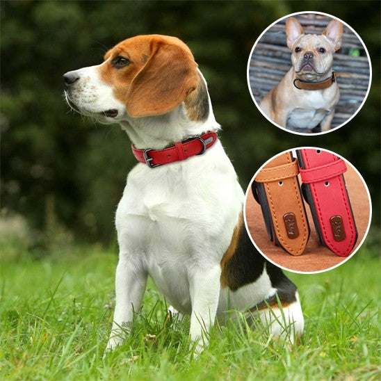 collier chien | Moudoux