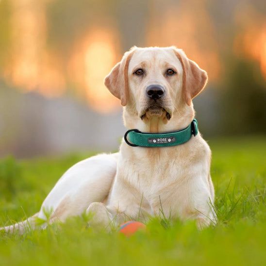 collier prénom pour chien avec gravure profonde au laser garantie à vie