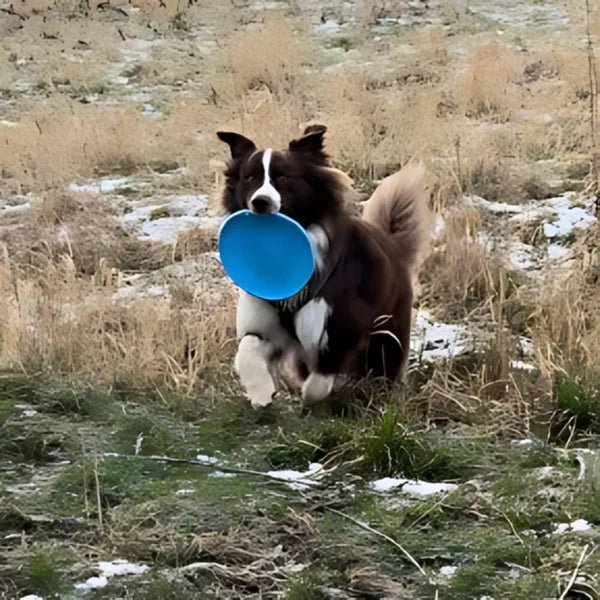 Frisbee pour Chien - FlyDog™ - Bleu - Excursion Chien