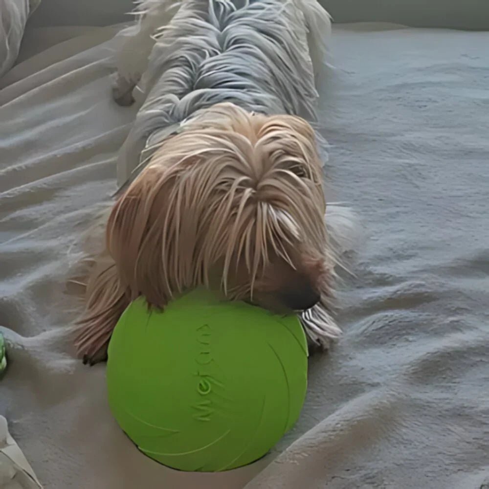 Frisbee pour Chien - FlyDog™ - Vert - Excursion Chien