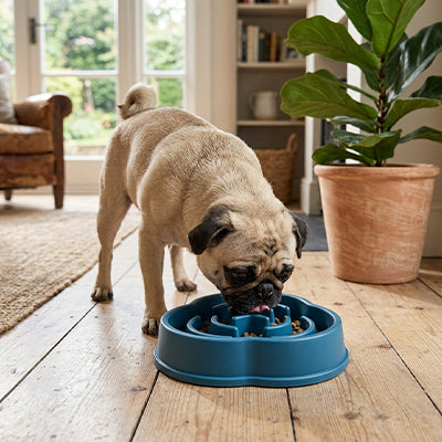 gamelle anti glouton pour gros chien qui transforme chaque repas en une expérience calme et saine