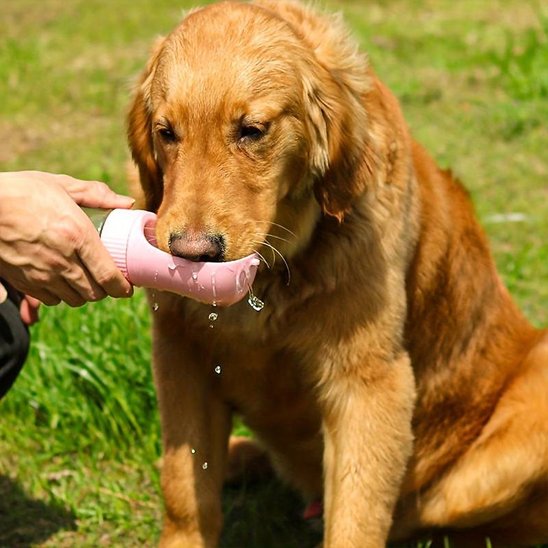 Gourde chien Facile à utiliser