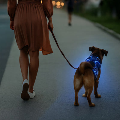 harnais lumineux pour chien visible