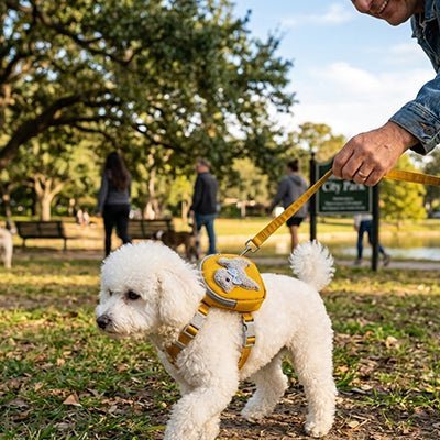 Harnais petit Chien | Mains Libres - Excursion Chien
