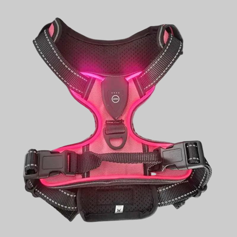Harnais Pour Chien Lumineux | Rechargeable LED - Excursion Chien