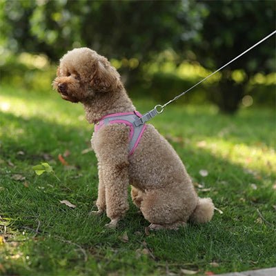 Harnais Petit Chien Respirant & Ajustable - Excursion Chien