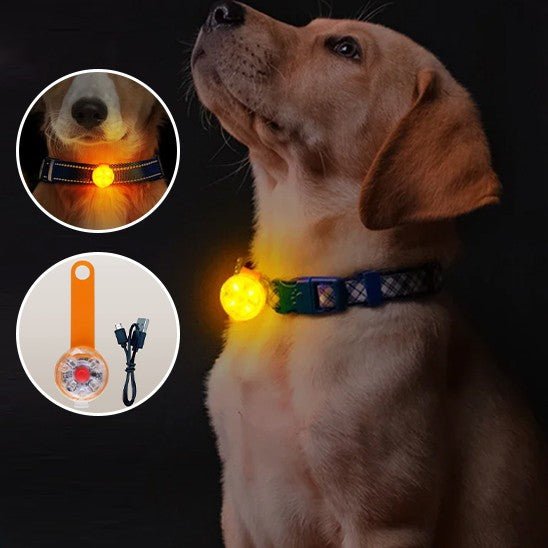 collier lumineux pour chien - Excursion Chien