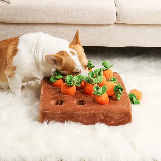 jeu interactif chien | Potager Carottes Couineuses - Excursion Chien