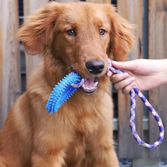 jeu pour chien exterieur | Corde Anneau Dentaire 43cm - Excursion Chien