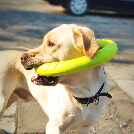 Anneau flottant pour chien | Aquatique résistant - Excursion Chien