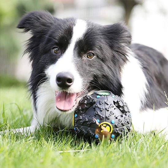 Jouet chien distributeur de croquette | Intelligent - Excursion Chien