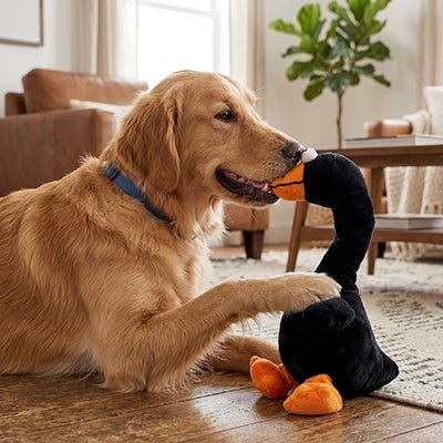 Jouet peluche pour chien | Ultra-résistant avec couineur - Excursion Chien
