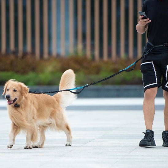 Laisse Main Libre pour Chien | Ceinture Abdominale Élastique - Excursion Chien