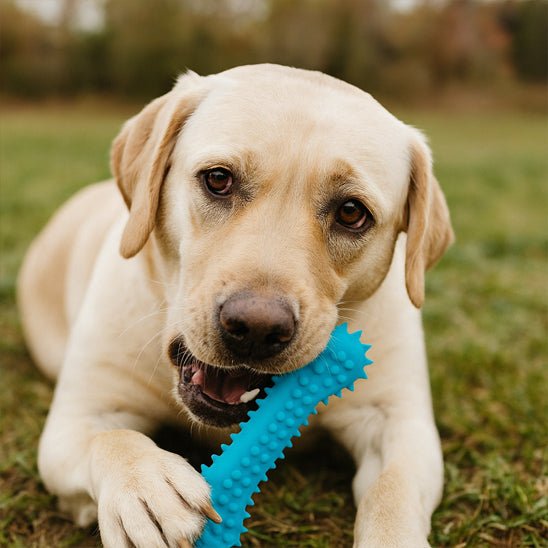 meilleur os à mâcher pour chien | Longue Durée - Excursion Chien