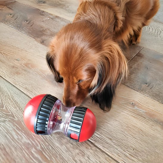 Meilleur jouet interactif pour chien | Anti-Anxiété - Excursion Chien