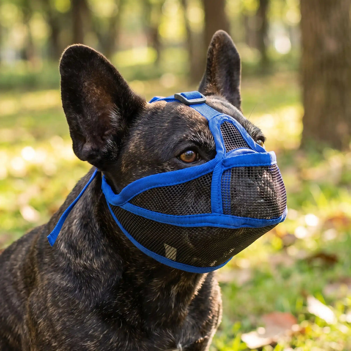 Muselière Bulldog | FreeBreath™️