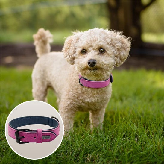 collier chien | Moudoux