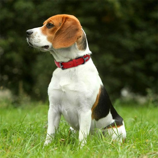 collier chien | Moudoux