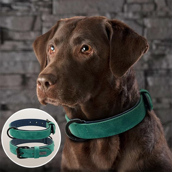 collier chien | Moudoux