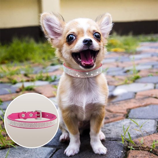 Collier Pour Petit Chien Chihuahua - Excursion Chien