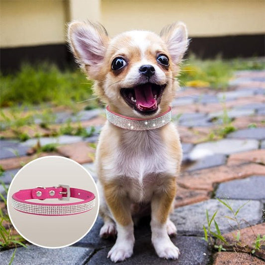 Collier Pour Petit Chien Chihuahua - Excursion Chien