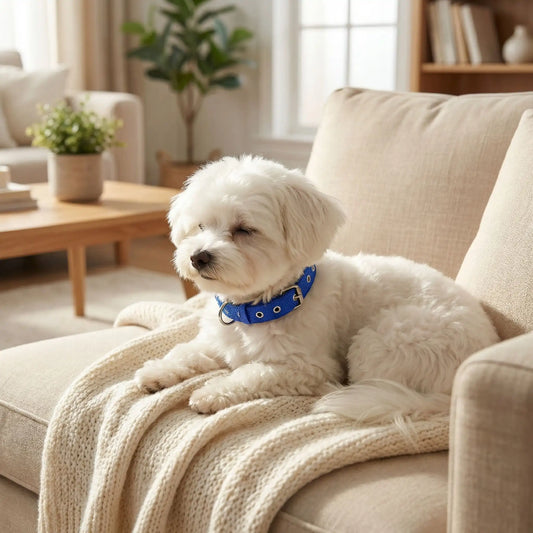 Mon chien est stressé : signes, causes et solutions naturelles