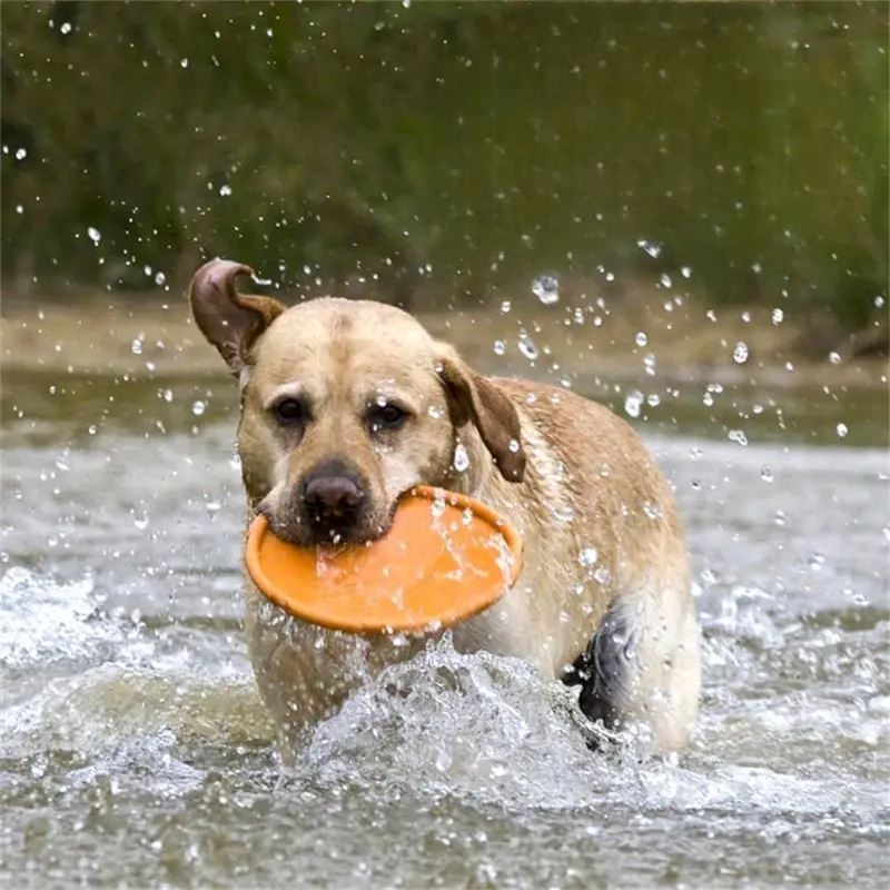 FlyDog™ - Orange - Excursion Chien