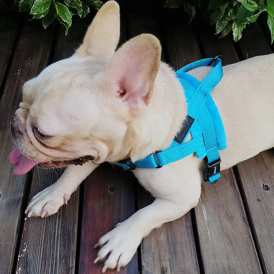 Chien Harnais qui protège le cou