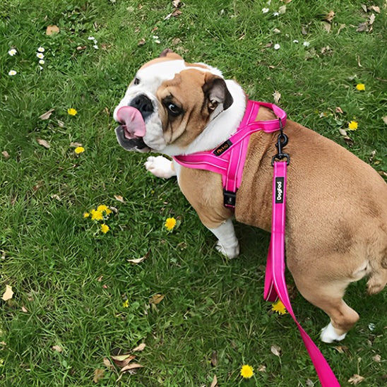 Chien harnais résistant