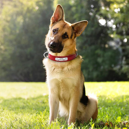 Collier pour chien gravé avec plaque confortable sur un chien de chasse