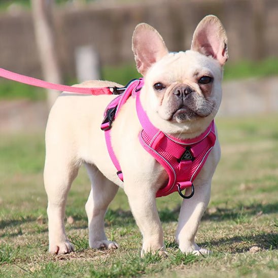 Harnais Chien | Anti - Traction Confort - Excursion Chien